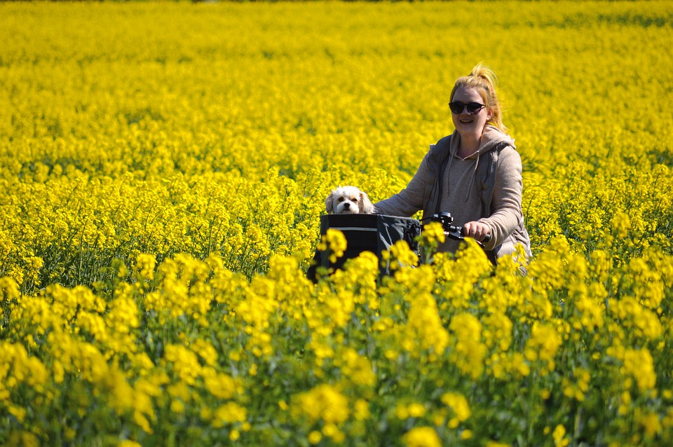 rapeseeds-7165185_960_720